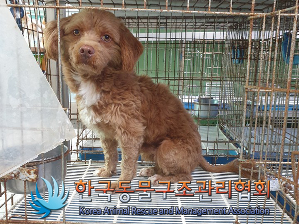 경기 양주 신암리 감악산캠핀장에서 갈흰색 강아지 발견 보호